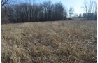 Property photo 7 - East Allen County - 55 Acre Land Auction